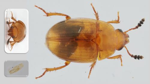 Leiodes sp.